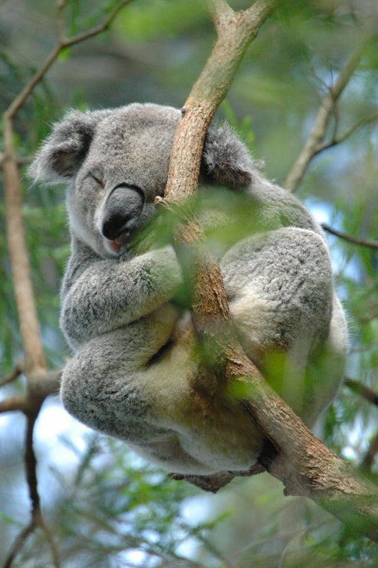 Koala Wall Decal