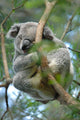 Koala Wall Decal