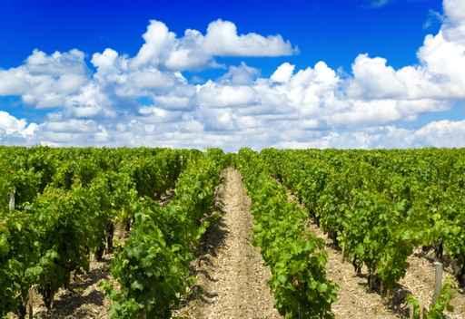 Vineyard Bordeaux Wall Decal