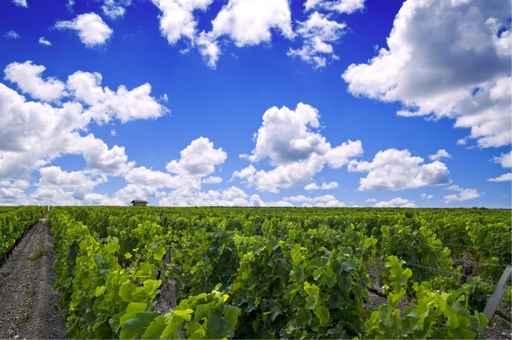 French Vineyard Bordeaux Wall Decal