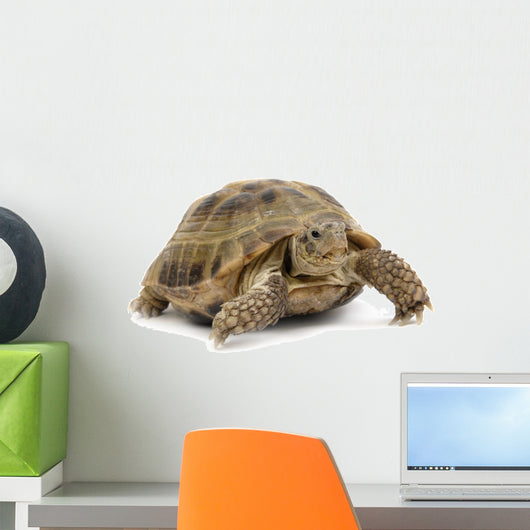 Reptile Turtle Animal Slow Wall Decal