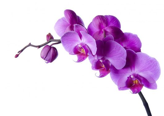 Orchid Wall Decal