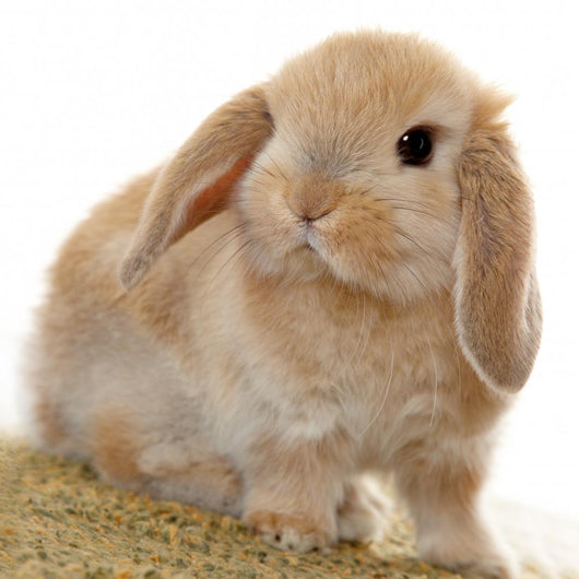 Cute Little Bunny Wall Decal