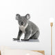 Young Koala Phascolarctos Cinereus Wall Decal