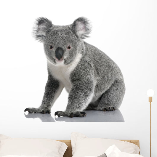 Young Koala Phascolarctos Cinereus Wall Decal