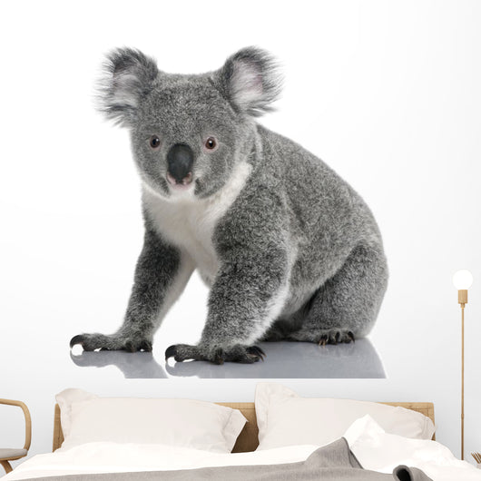 Young Koala Phascolarctos Cinereus Wall Decal