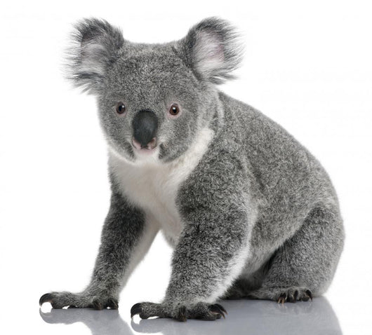Young Koala Phascolarctos Cinereus Wall Decal