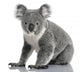 Young Koala Phascolarctos Cinereus Wall Decal