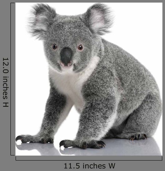 Young Koala Phascolarctos Cinereus Wall Decal