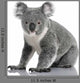 Young Koala Phascolarctos Cinereus Wall Decal
