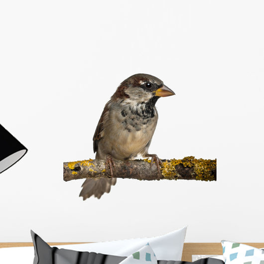Male House Sparrow Passer Wall Decal