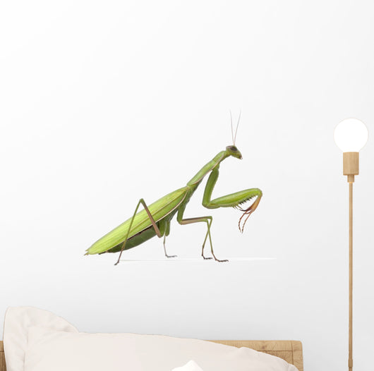 European Praying Mantis Wall Decal