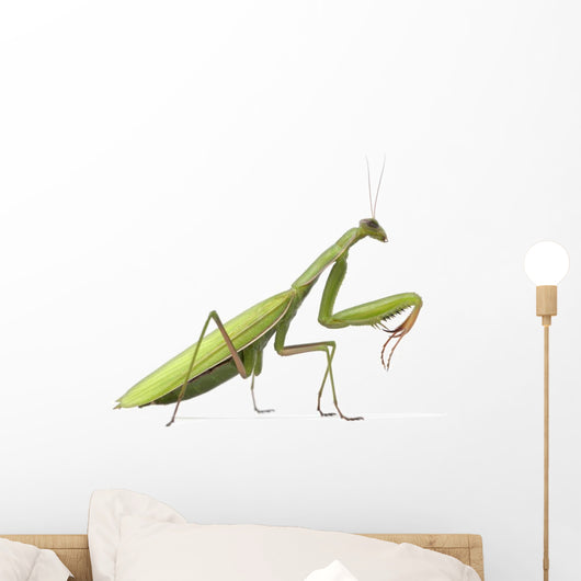 European Praying Mantis Wall Decal