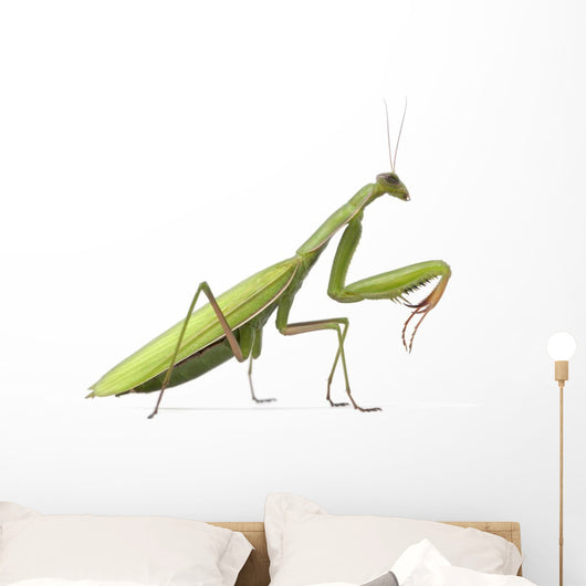 European Praying Mantis Wall Decal