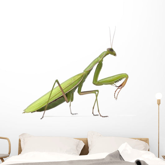 European Praying Mantis Wall Decal