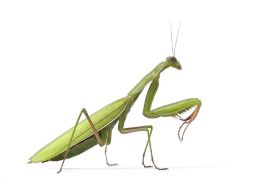 European Praying Mantis Wall Decal