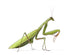 European Praying Mantis Wall Decal