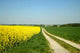 Feldweg 02 Wall Decal
