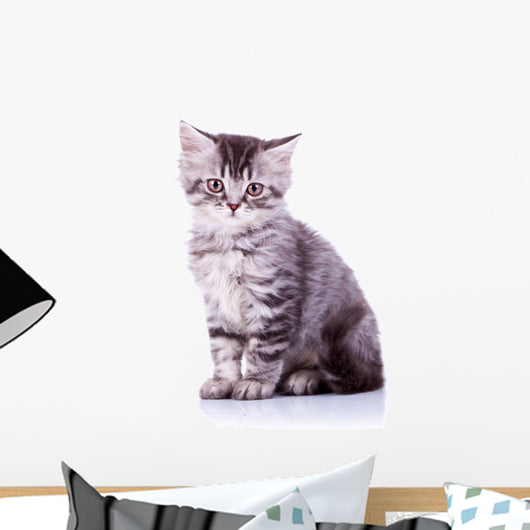 Cute Baby Silver Tabby Wall Decal
