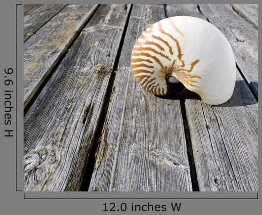 Nautilus Wall Decal
