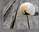 Nautilus Wall Decal