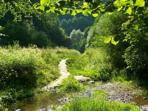 Old Path And River Wall Decal