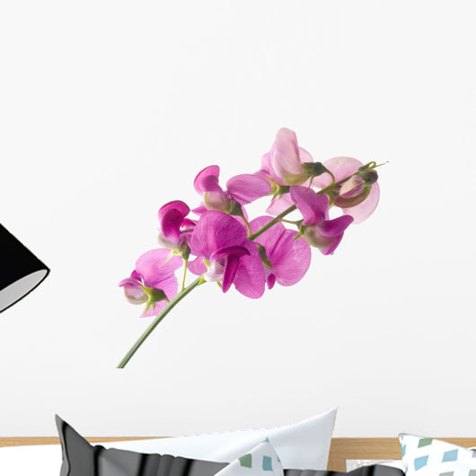 sweet pea Wall Decal