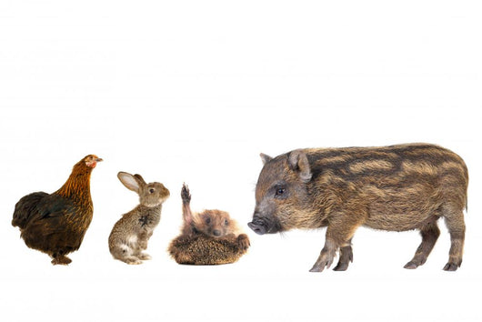 Livestock Wall Decal