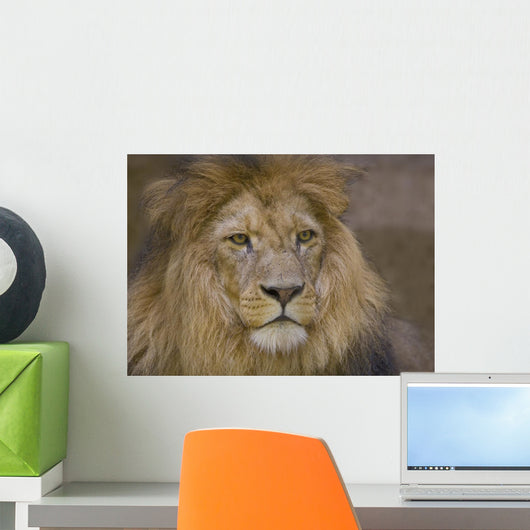 Lion Ii Wall Decal