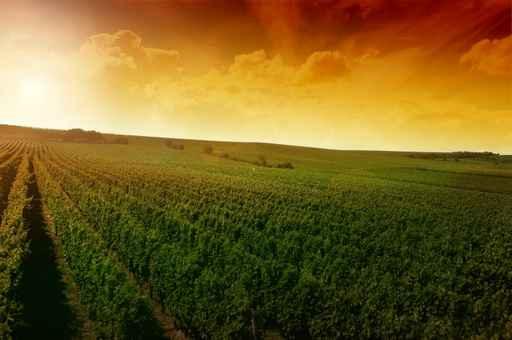 German Vineyard Near Rhein Wall Decal