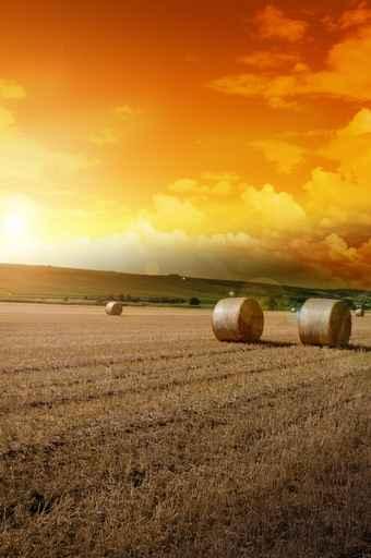 Yellow Grain Harvested Farm Wall Decal