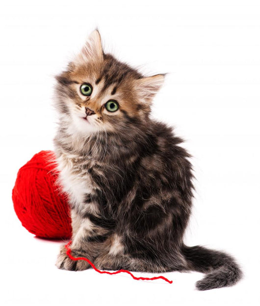 Cute Kitten Wall Decal