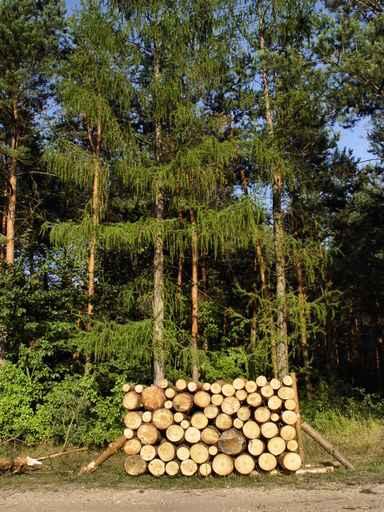 Woodpile Wall Decal