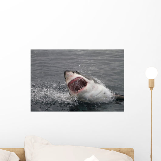 Attack Great White Shark Wall Decal