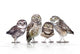 Guckst Du Wall Decal