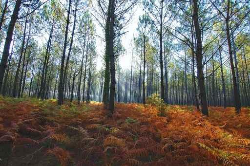 Forest Landes 3 Wall Decal
