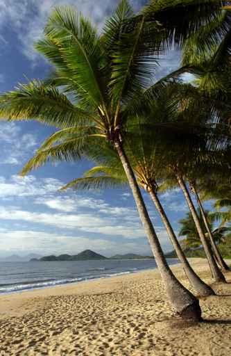 Tropical Beach And Palms Wall Decal
