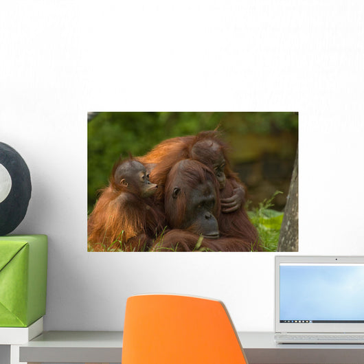 Mother Orangutan With Her Children Wall Decal