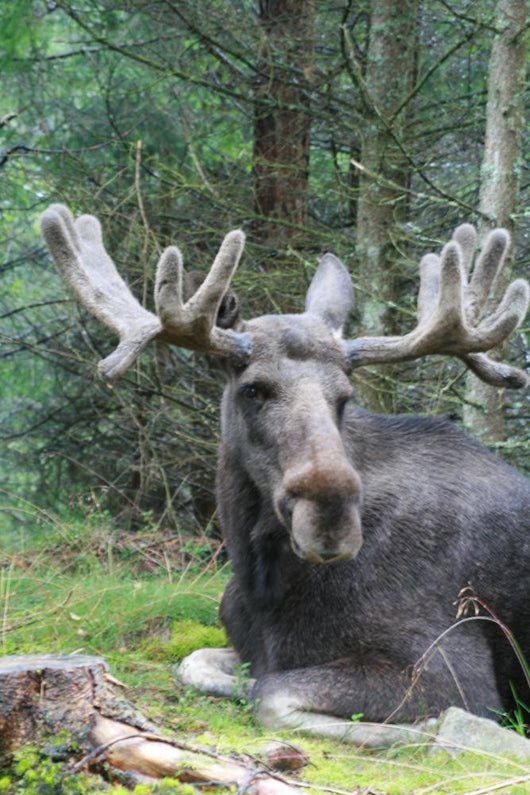 Moose Laying Down Wall Decal
