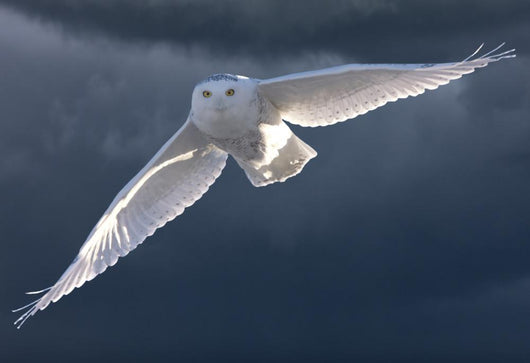 Snowy Owl Flight Against Clouded Sky Wall Decal