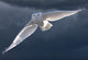 Snowy Owl Flight Against Clouded Sky Wall Decal