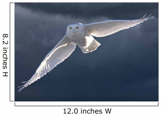 Snowy Owl Flight Against Clouded Sky Wall Decal
