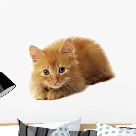 Little Ginger Cat Wall Decal