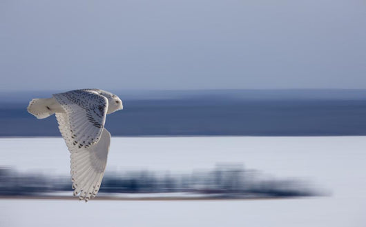 Snowy Owl Flight Distant Wall Decal