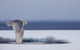 Snowy Owl Flight Distant Wall Decal