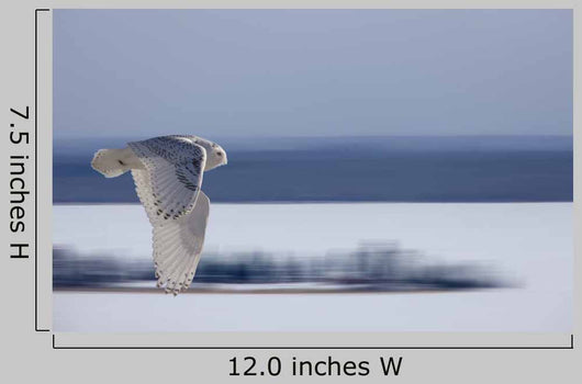 Snowy Owl Flight Distant Wall Decal