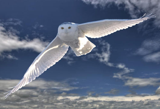 Snowy Owl Flight Against Blue Sky Wall Decal