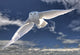 Snowy Owl Flight Against Blue Sky Wall Decal