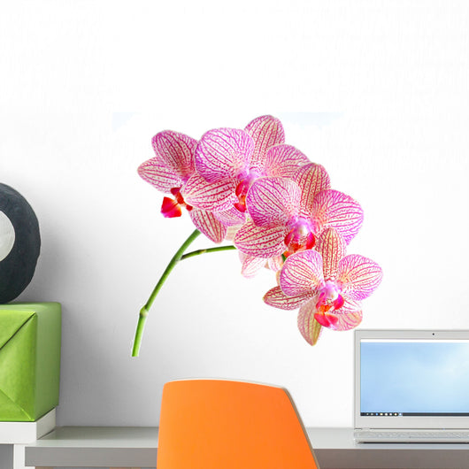 Orchid Flower Wall Decal