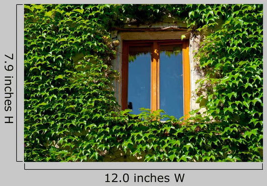 Overgrown French Window Wall Decal